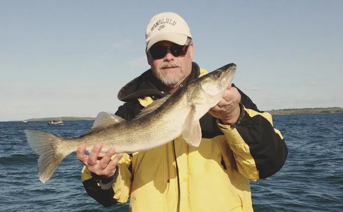 Walleye caught on a guided Leech Lake trip