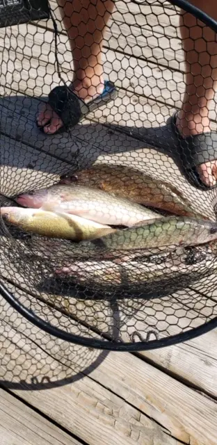 2019 Fish Gallery photo 29
