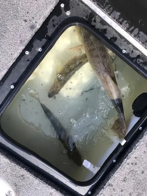 2019 Fish Gallery photo 17