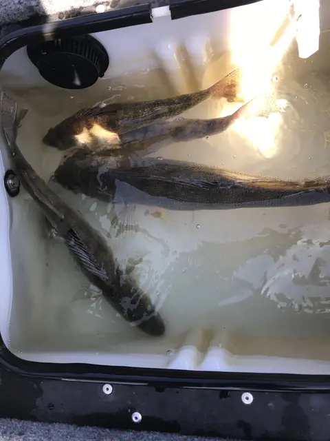 2020 Fishing Gallery photo 23
