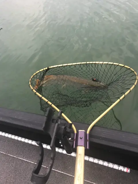 2020 Fishing Gallery photo 3