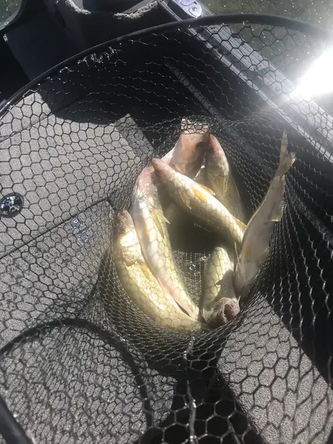 2021 Fishing Gallery photo 5
